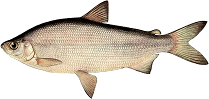 Пелядь (сырок)