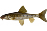 Пескарь