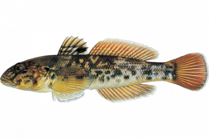 Подкаменщик