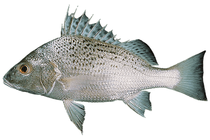 Простипома