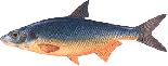 Рыбец (сырть, вимба)