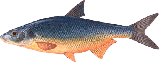 Рыбец (сырть, вимба)
