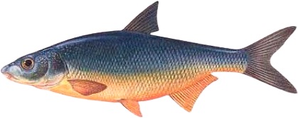 Рыбец (сырть, вимба)