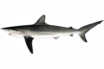 Шелковая акула