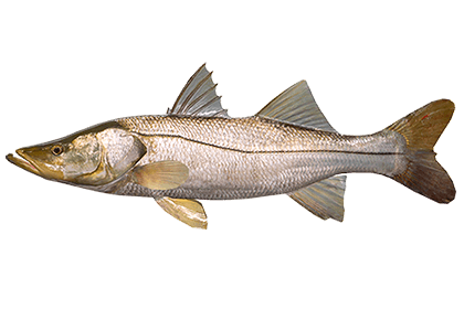 Снук (робало)