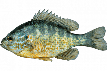 Солнечный окунь