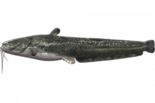 Сом