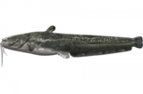 Сом