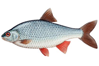 Сорожка (Сорога)