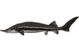 Стерлядь