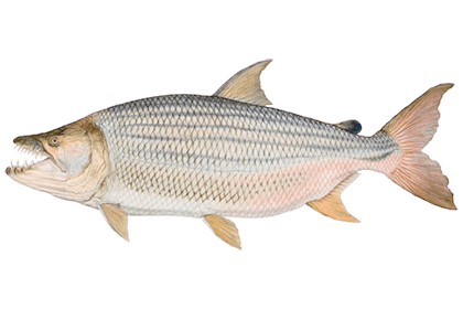 Тигровая рыба Голиаф