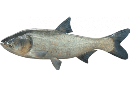 Толстолобик