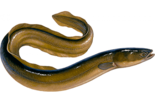 Угорь