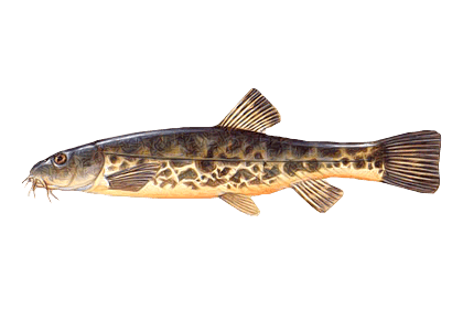 Усатый голец