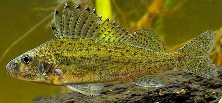 Рыбы Головинских прудов: список, виды, особенности