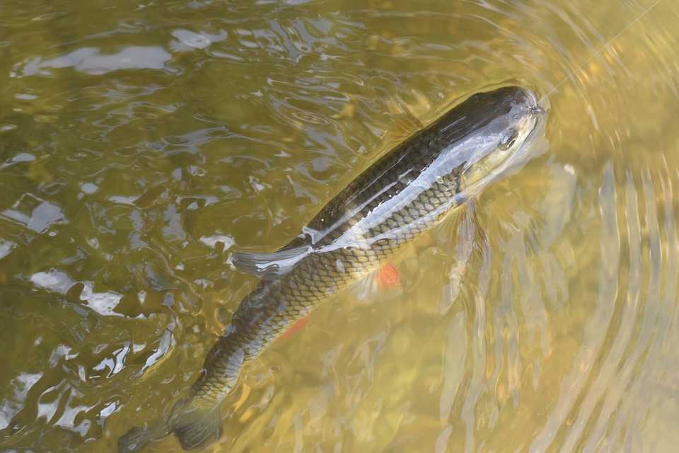 Рыбалка на Голавля. Боится ли Голавль Огненного Тигра?, Рыбалка с  FishManual.ru!