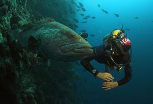 Черноперый групер