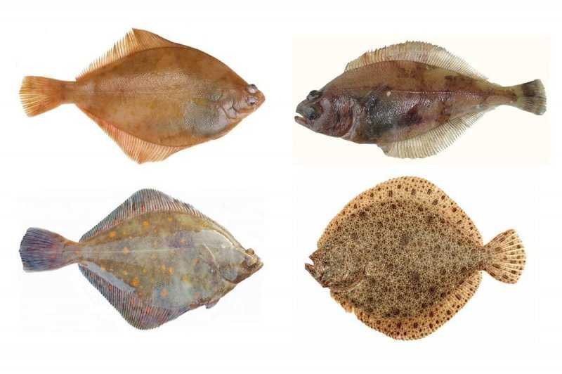 Рыба Камбала: описание, виды, образ жизни, среда обитания и размножение