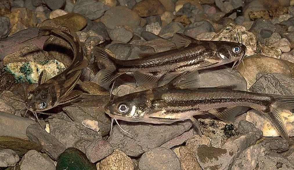 Косатка-мышь (косатка-крошка)