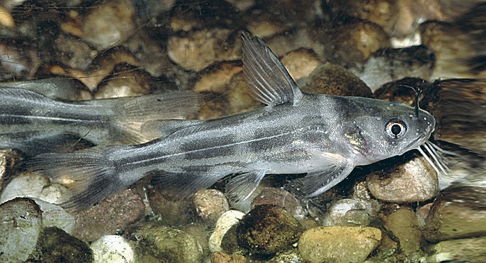 Среда обитания косатки-мыши