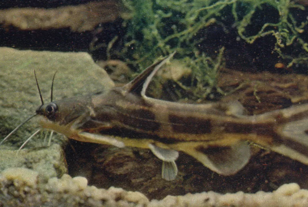 Косатка-мышь в руках