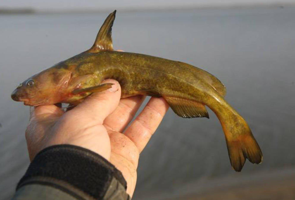 Косатка-плеть