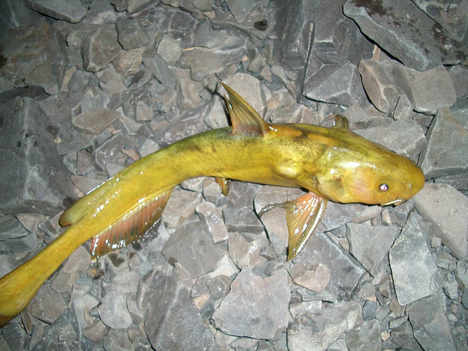 Косатка-плеть в естественной среде