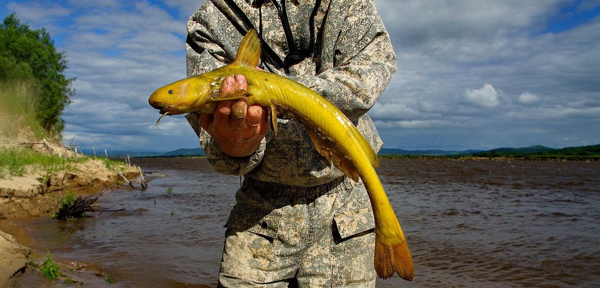 Ловля косатки-плети