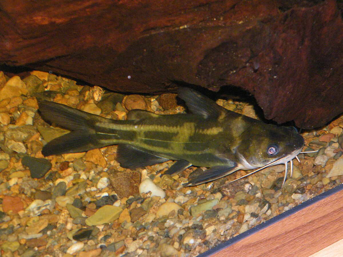 Анатомия косатки-скрипуна