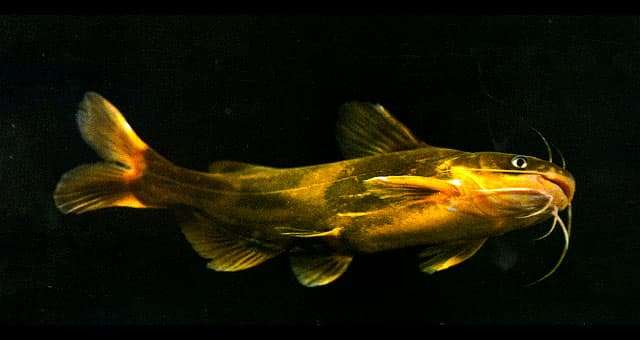 Косатка-скрипун в естественной среде