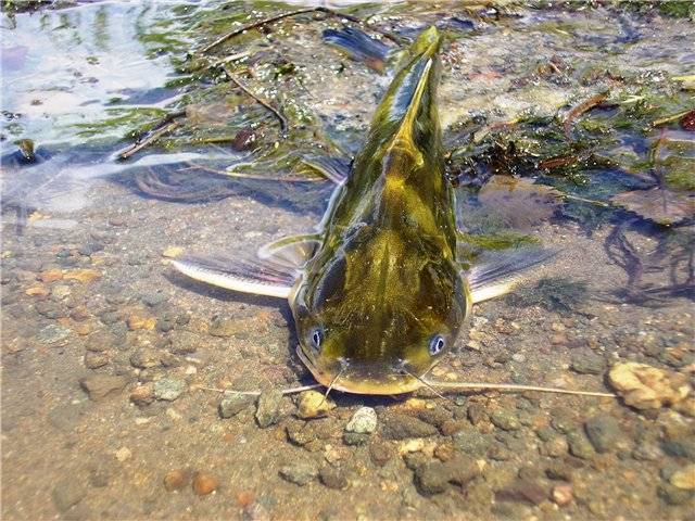 Блюда из косатки-скрипуна