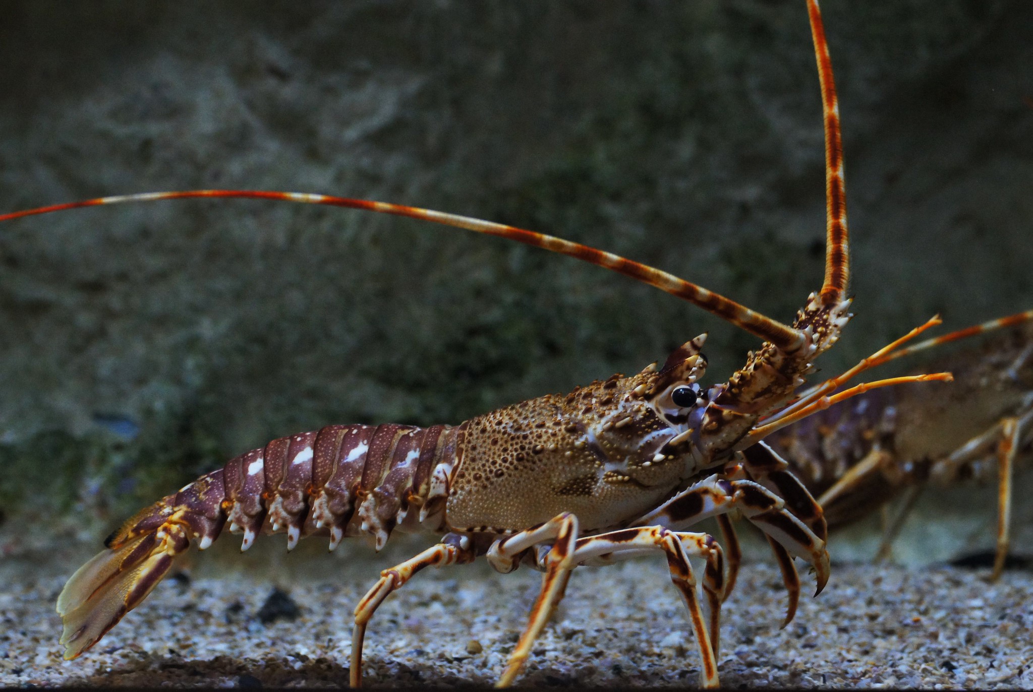 Внешний вид лангуста
