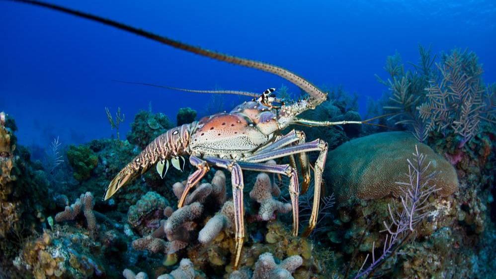Лангуст в естественной среде обитания
