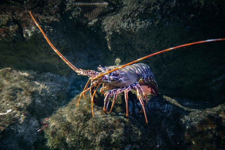 Промысел лангуста