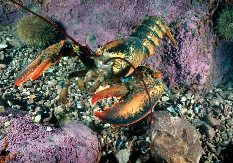 Приготовленный омар