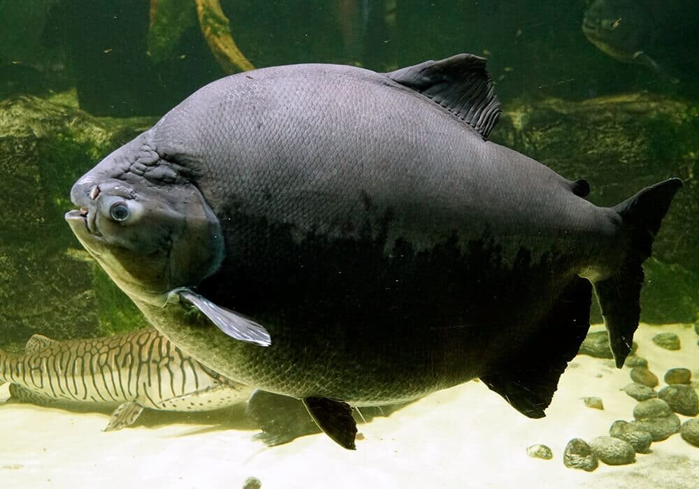 Внешний вид бурого паку