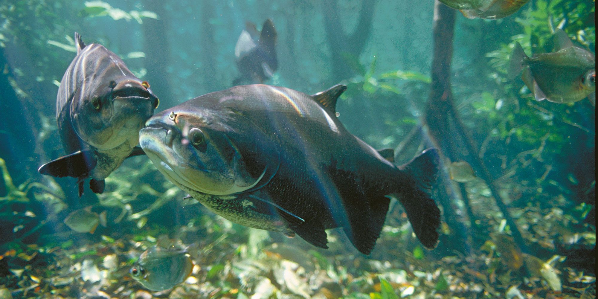 Бурый паку в естественной среде