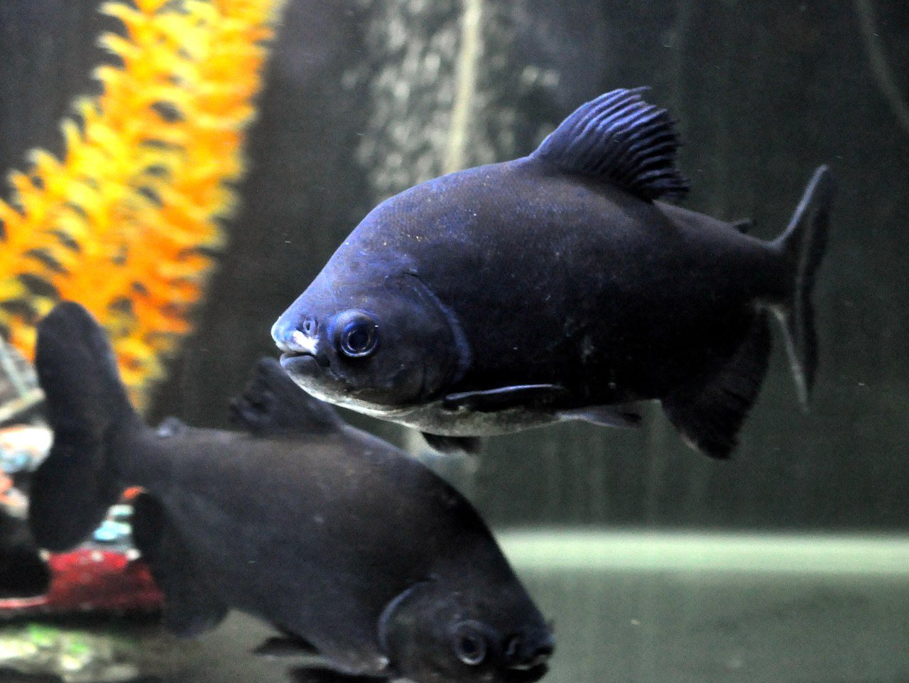 Бурый паку в аквариуме