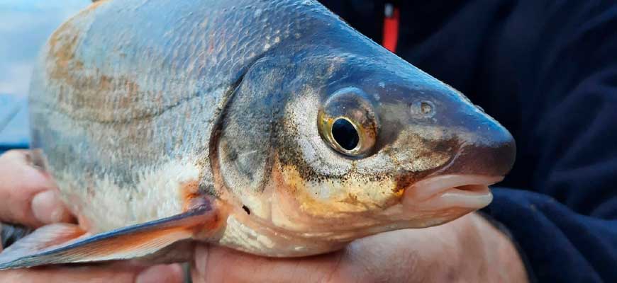 Рыбец реальная рыбалка: самые уловистые места для ловли рыбы на Волге