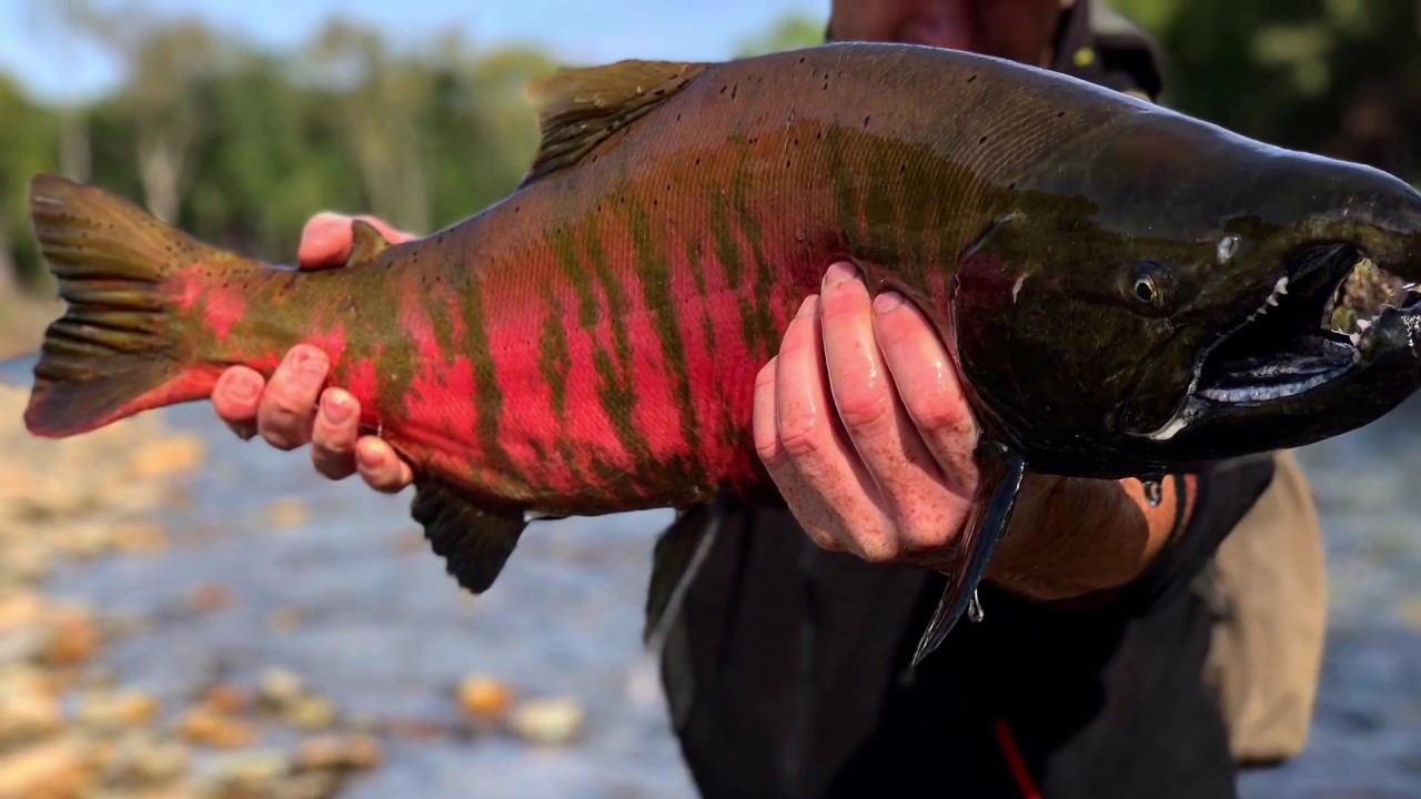 Сима в морской период жизни