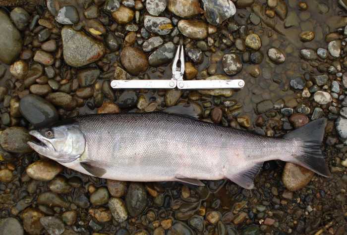 Нерестовая миграция симы