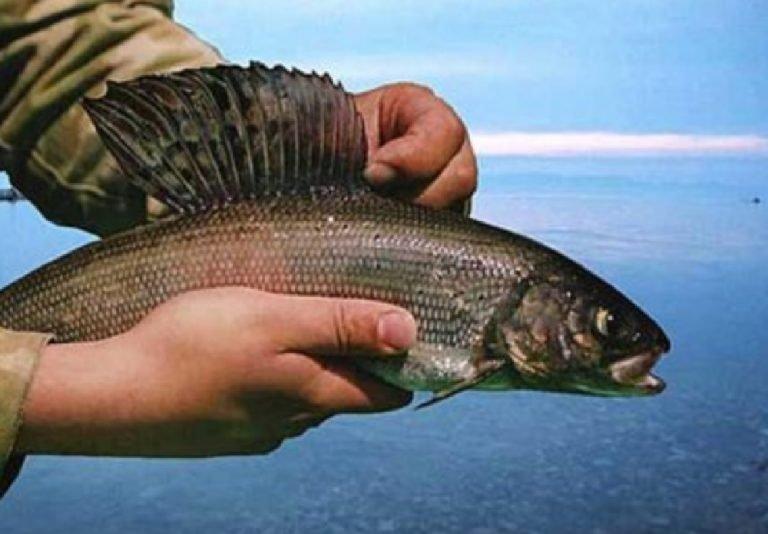 Осенняя рыбалка на Байкале