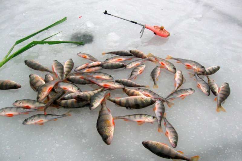 Зимняя рыбалка на окуня: какие снасти применять и на что ловить